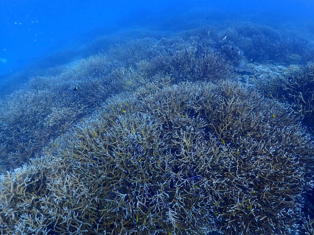 シミランクルーズでダイビング