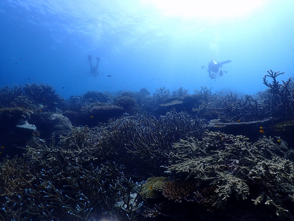 シミランクルーズでダイビング