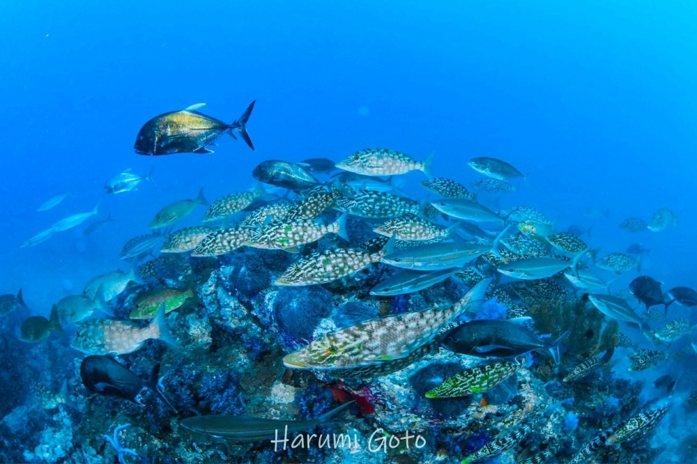 シミランクルーズでダイビング