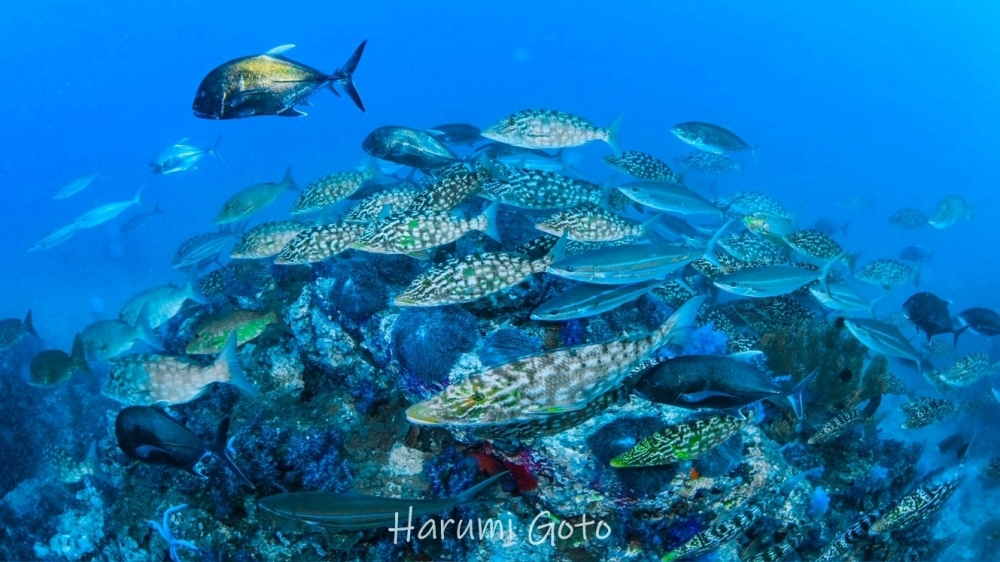 シミランクルーズでダイビング