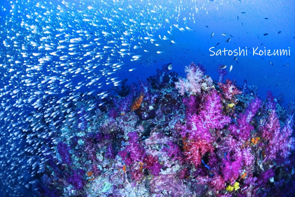 シミランクルーズでダイビング