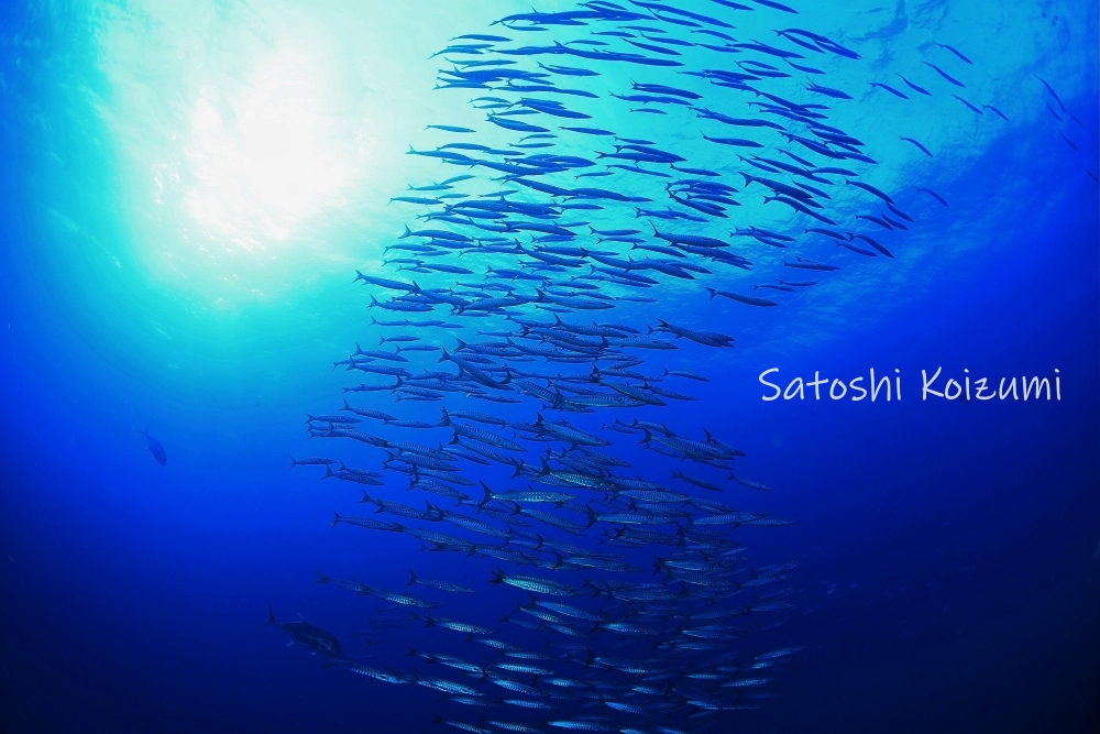 シミランクルーズでダイビング