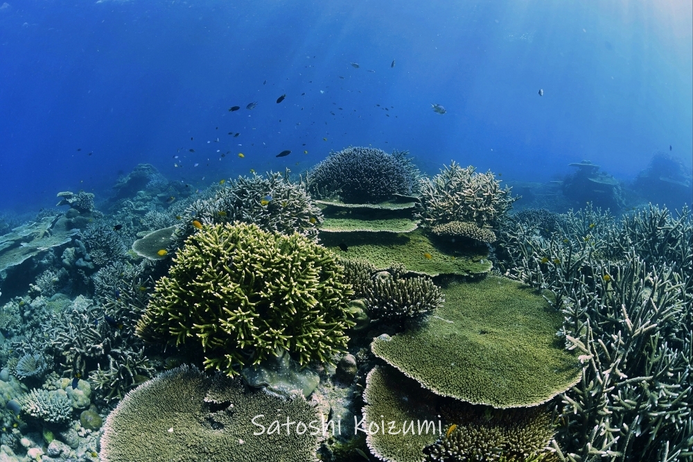 シミランクルーズでダイビング