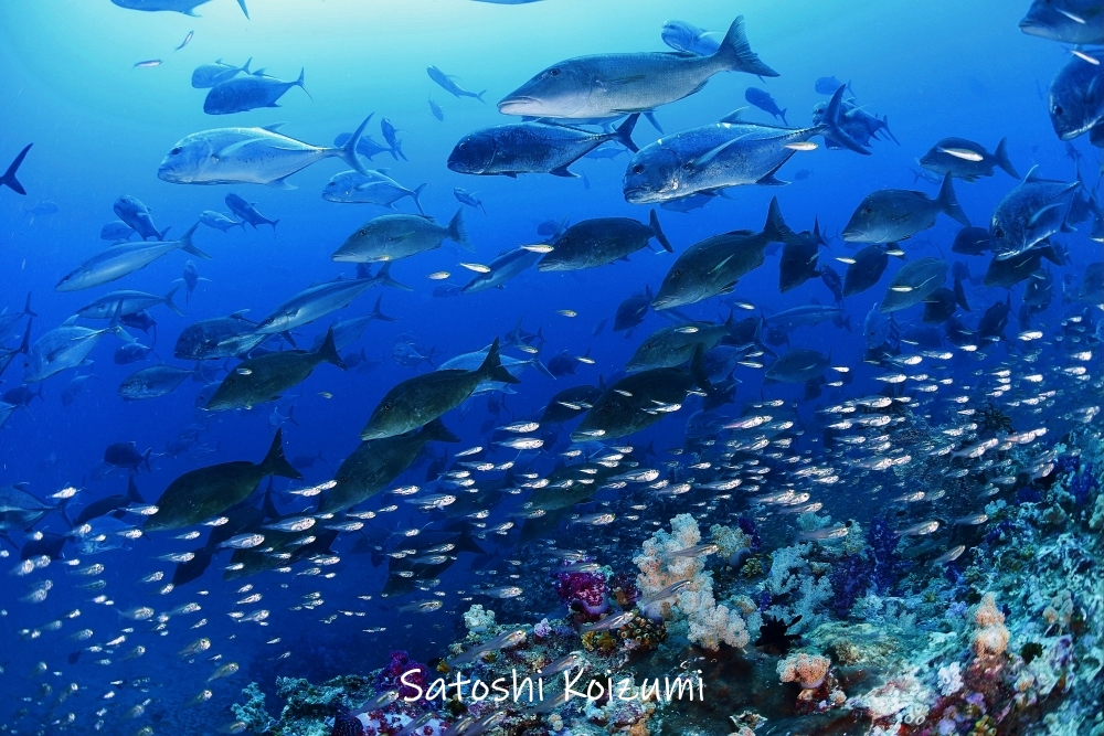 シミランクルーズでダイビング