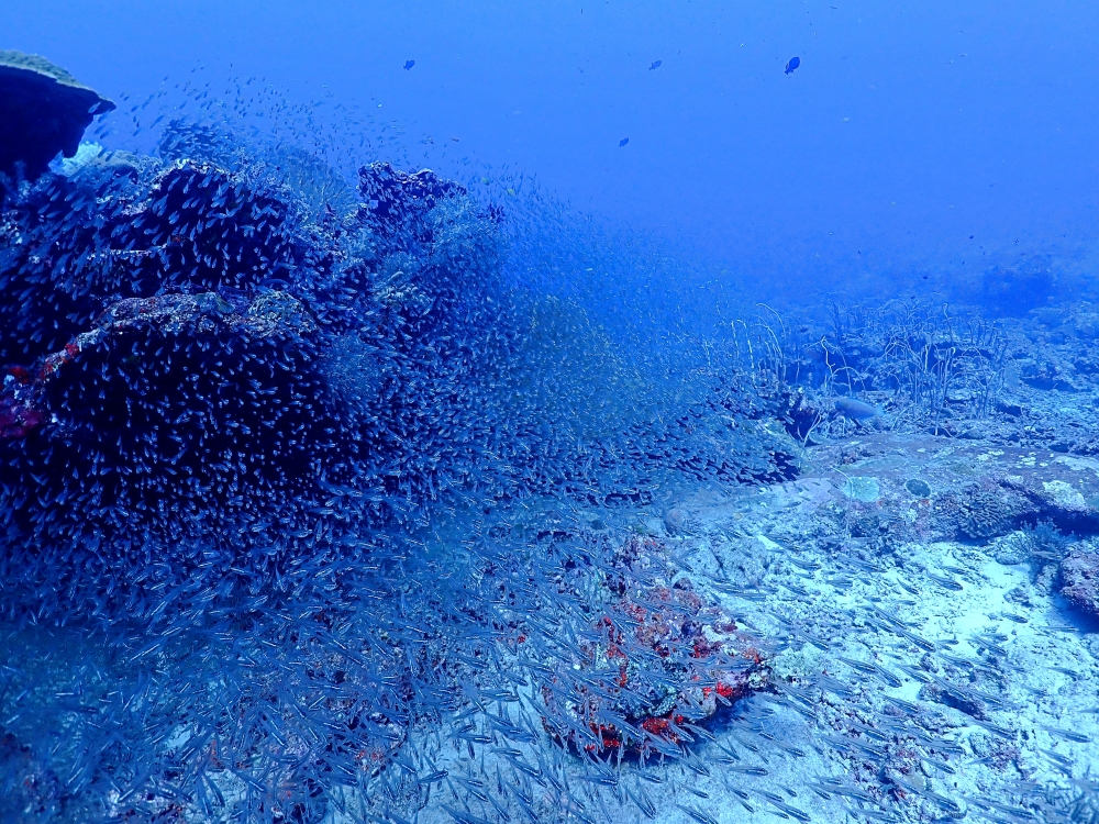 シミランクルーズでダイビング