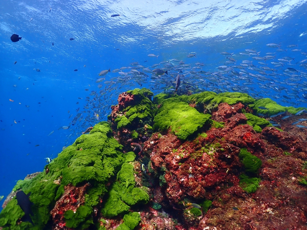 シミランクルーズでダイビング