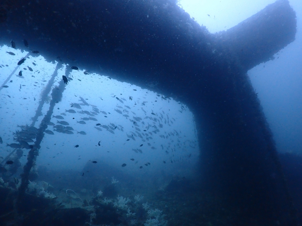 プーケットのマリンパークでダイビング