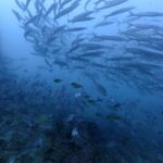 プーケットのマリンパークでダイビング