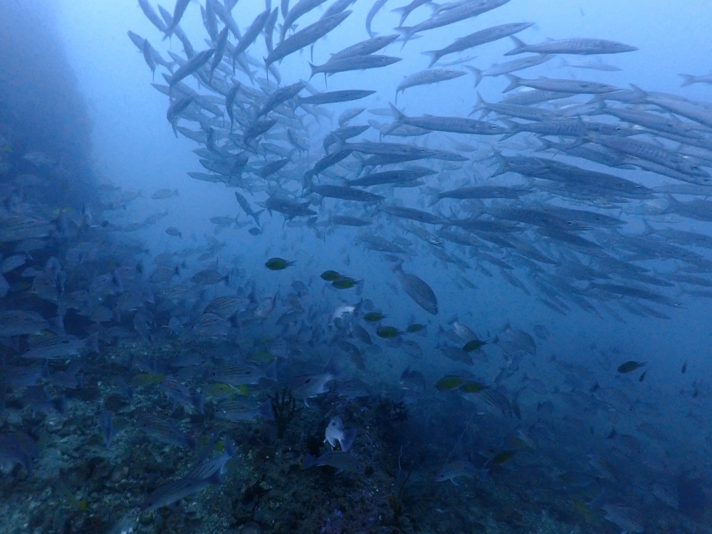 プーケットのマリンパークでダイビング