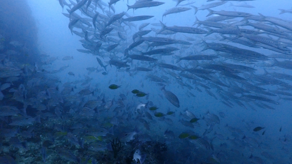 プーケットのマリンパークでダイビング