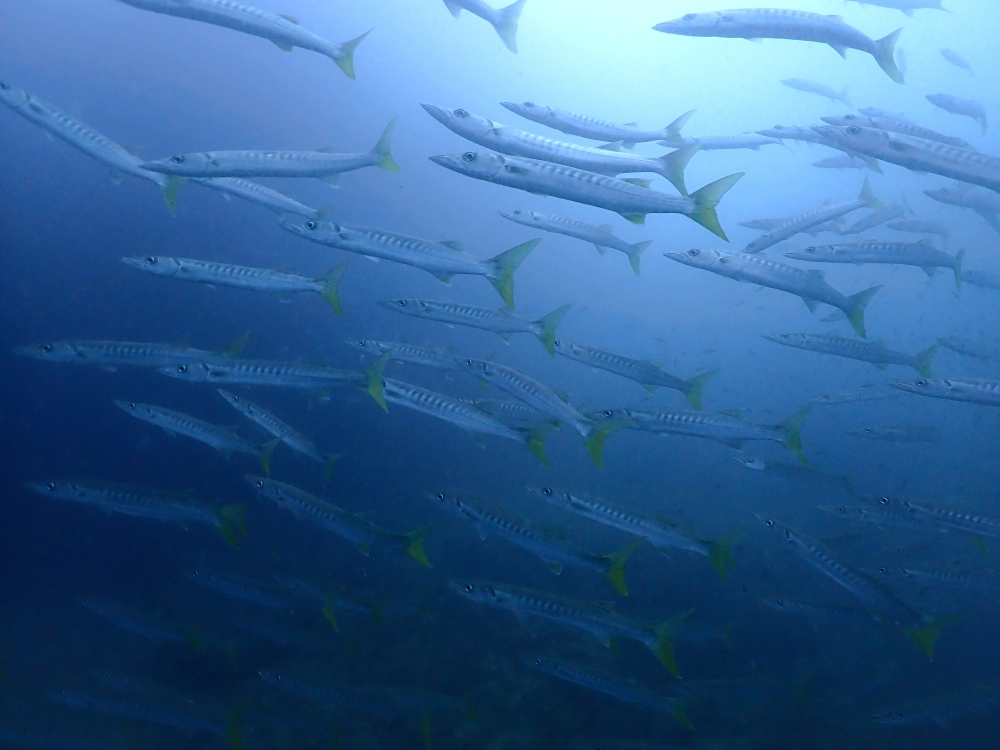 プーケットのマリンパークでダイビング