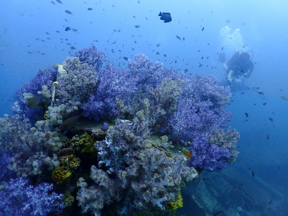 プーケットのマリンパークでダイビング