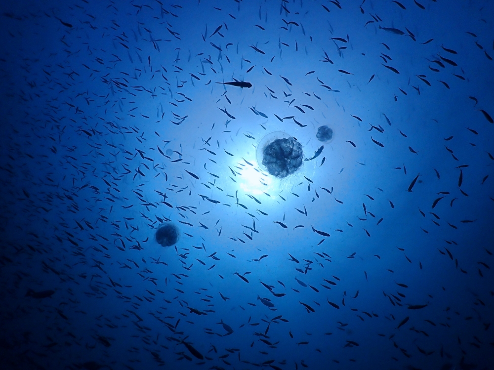 プーケットのマリンパークでダイビング