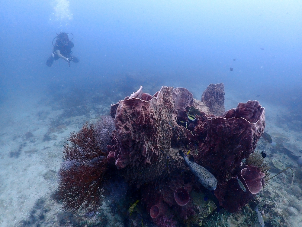 プーケットのマリンパークでダイビング