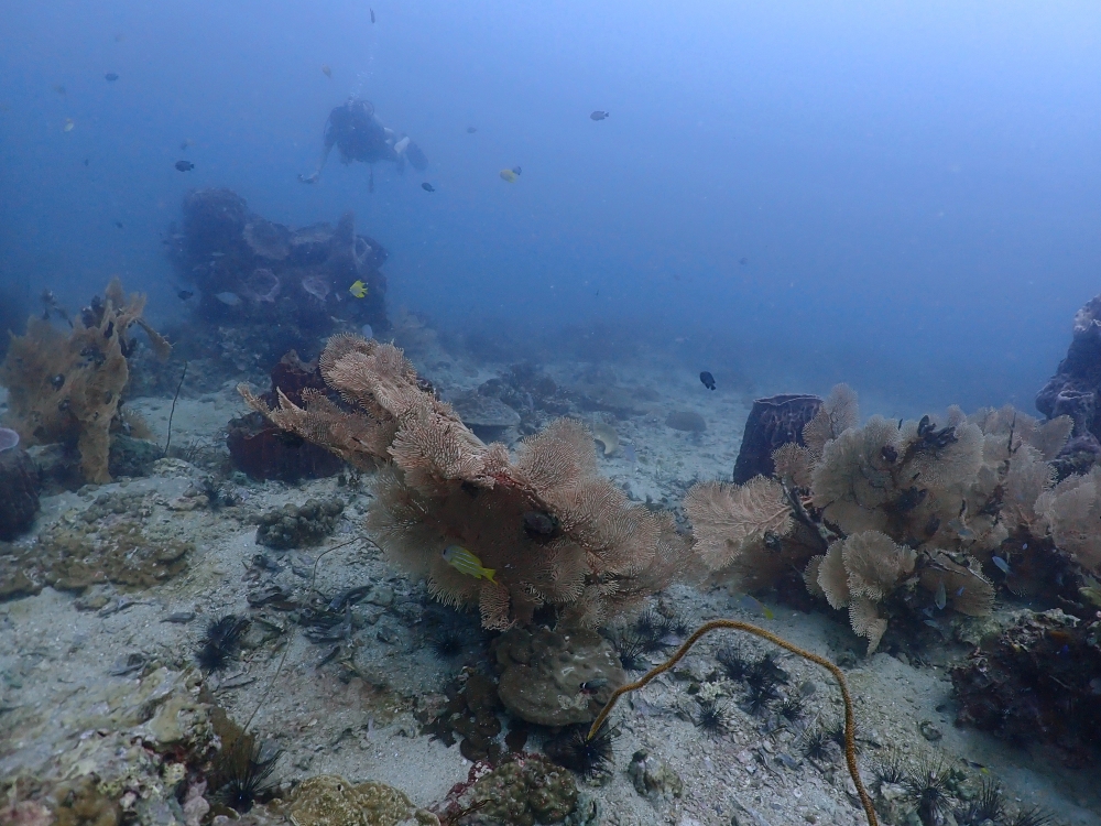 プーケットのマリンパークでダイビング