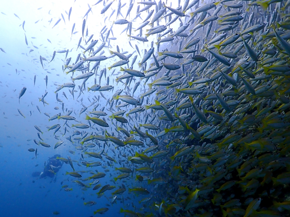 プーケットのマリンパークでダイビング