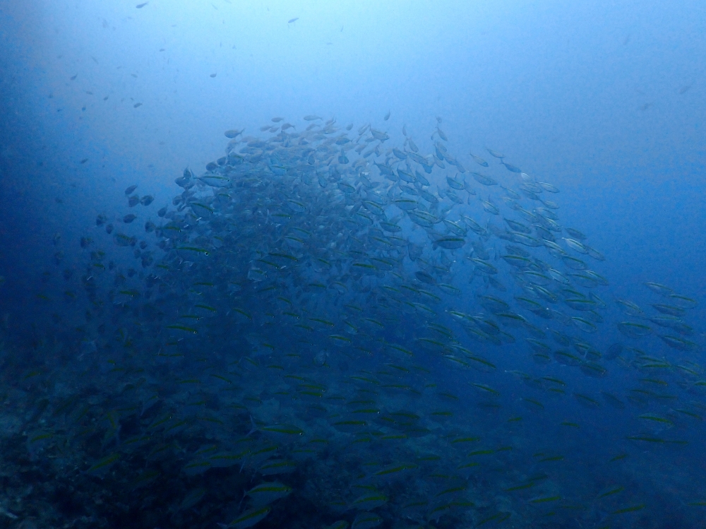 プーケットのマリンパークでダイビング