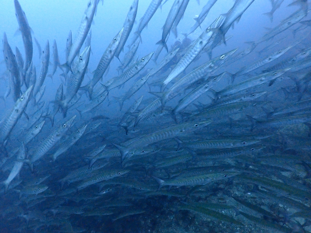 プーケットのマリンパークでダイビング