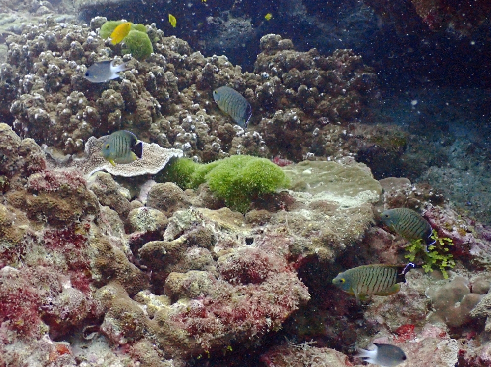 プーケットのラチャ島でダイビング