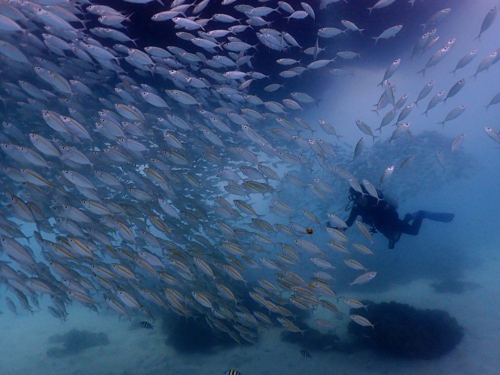 プーケットのラチャ島でダイビング