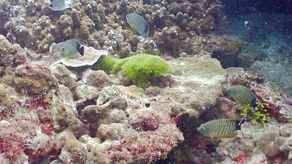 プーケットのラチャ島でダイビング