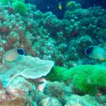 プーケットのラチャ島でダイビング