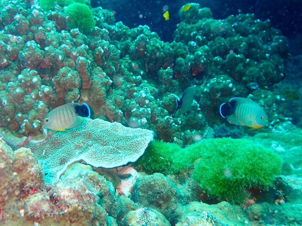 プーケットのラチャ島でダイビング