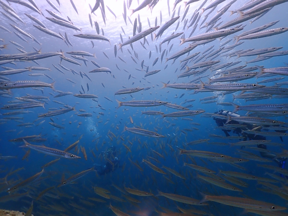 プーケットのラチャ島でダイビング