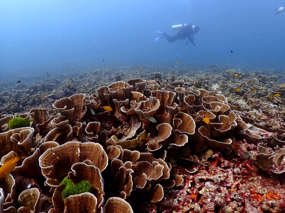 プーケットのラチャ島でダイビング