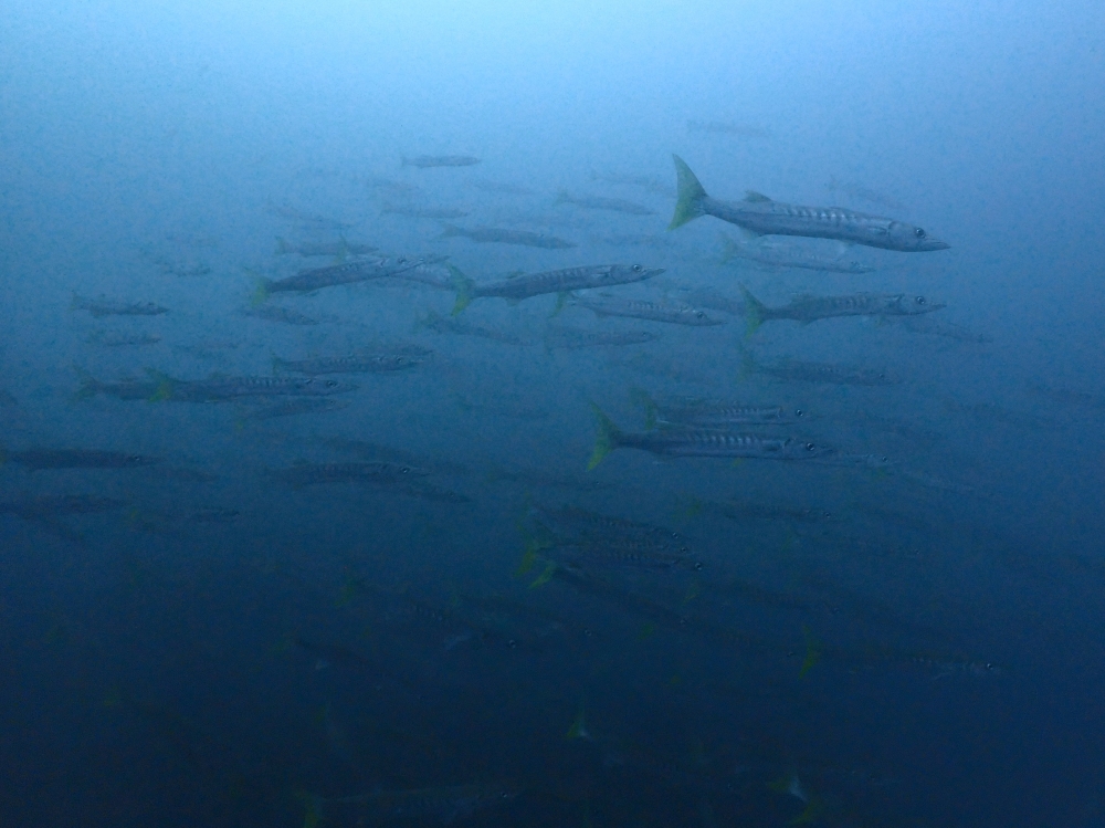 プーケットのピピ島でダイビング
