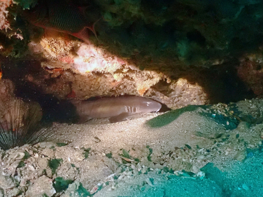 プーケットのピピ島でダイビング