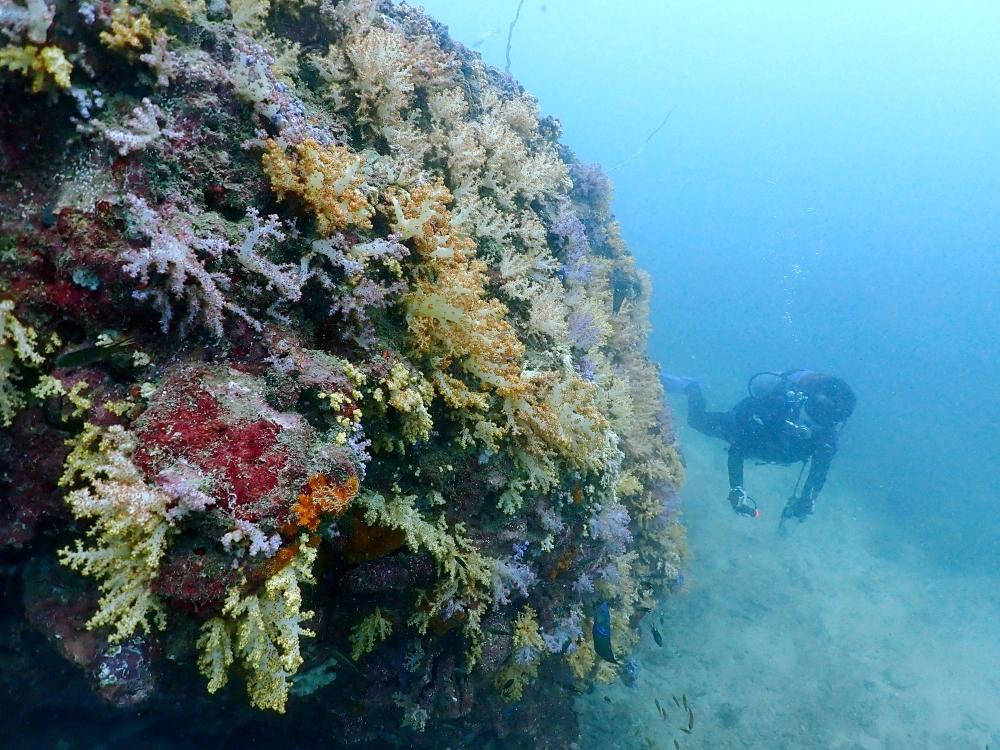 プーケットのピピ島でダイビング