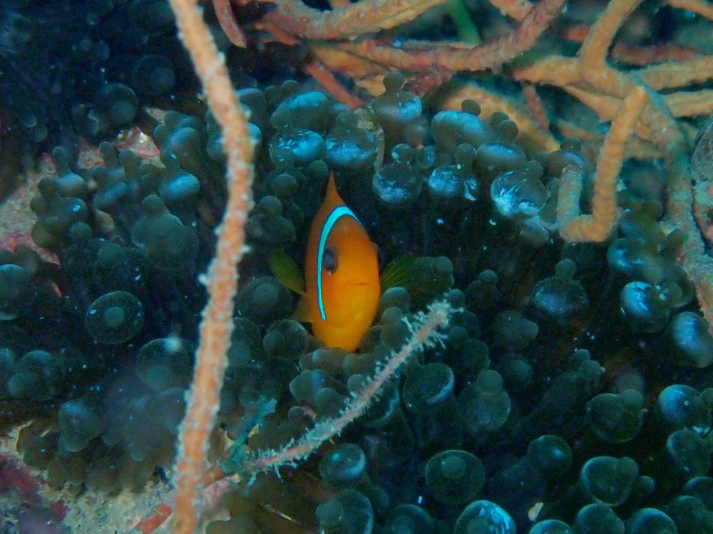 プーケットのピピ島でダイビング