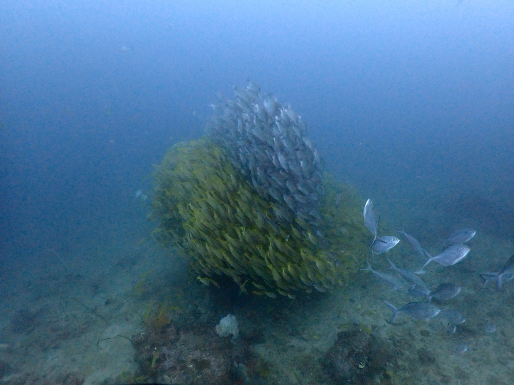 プーケットのピピ島でダイビング