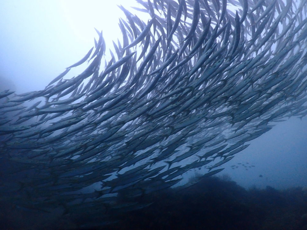 プーケットのピピ島でダイビング