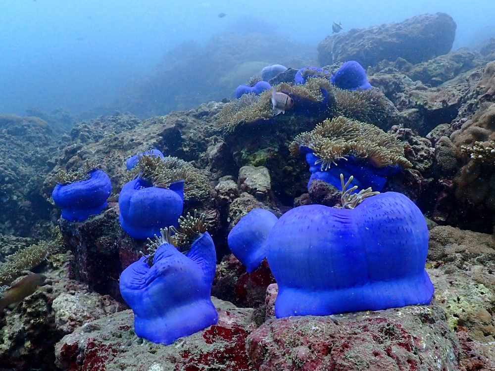 プーケットのピピ島でダイビング