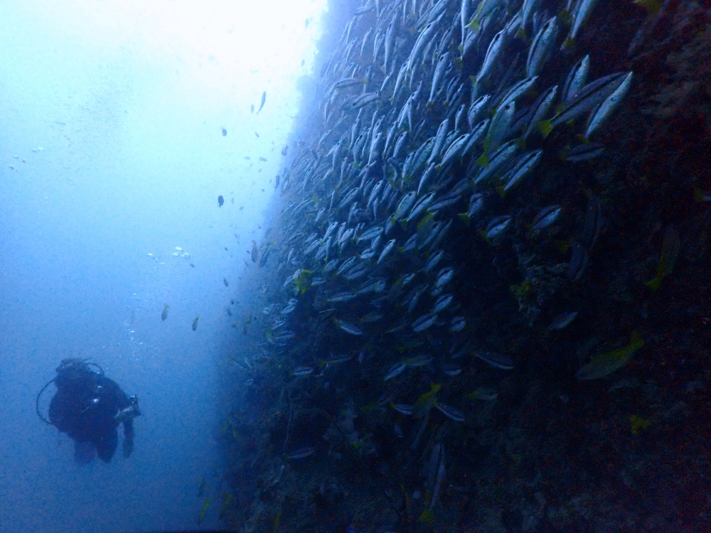 プーケットのピピ島でダイビング