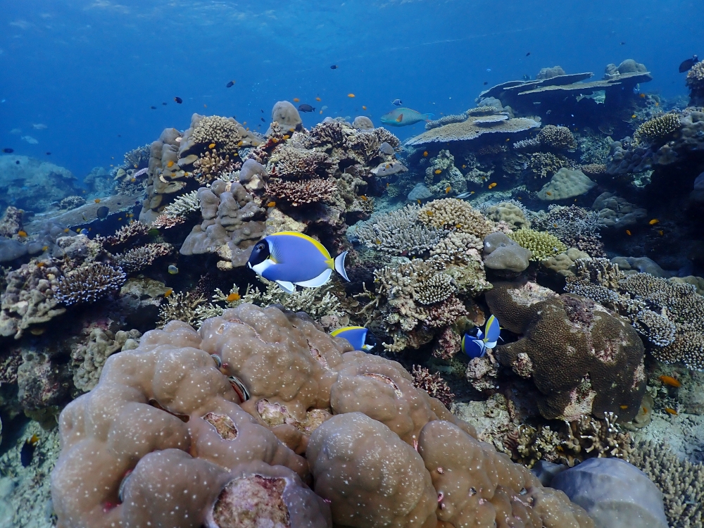 ビッグブルーカオラックでシミランクルーズダイビング