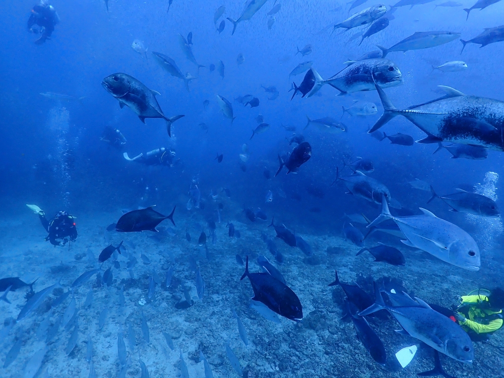 ビッグブルーカオラックでシミランクルーズダイビング