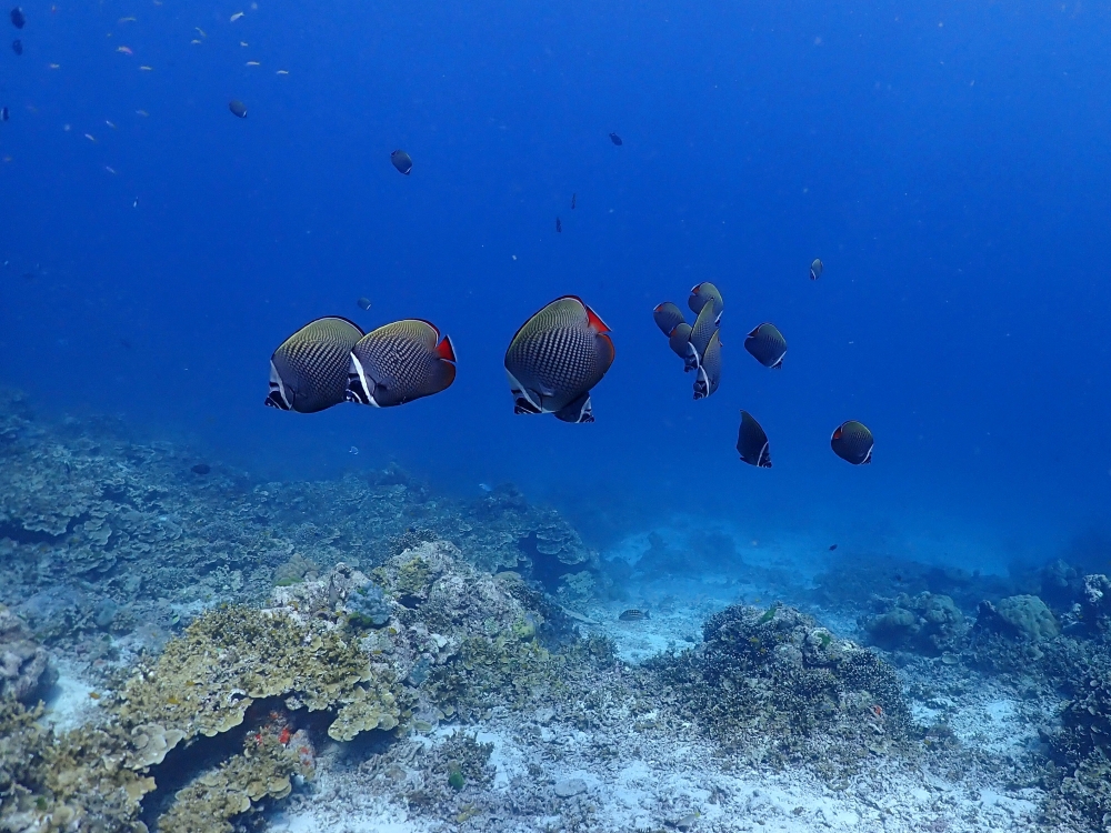 シミランクルーズでダイビング