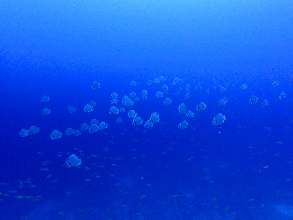 シミランクルーズでダイビング