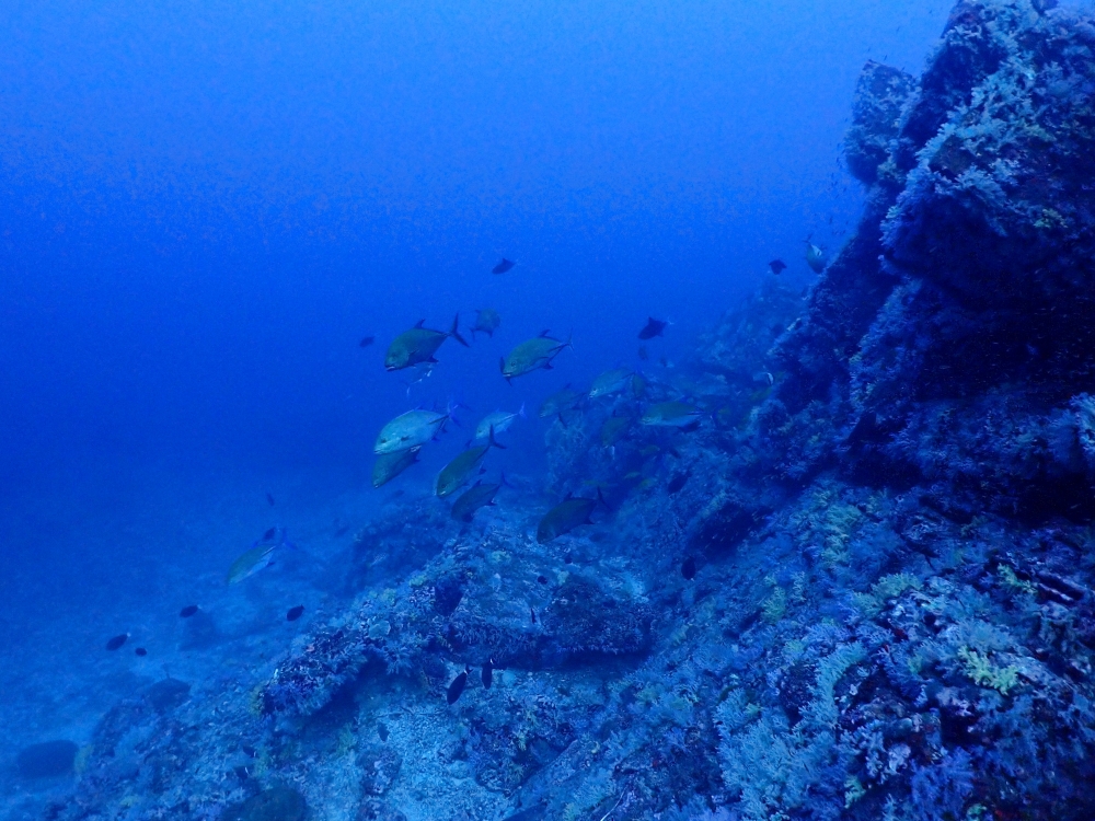 シミランクルーズでダイビング
