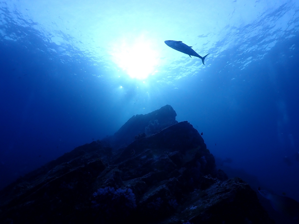 シミランクルーズでダイビング