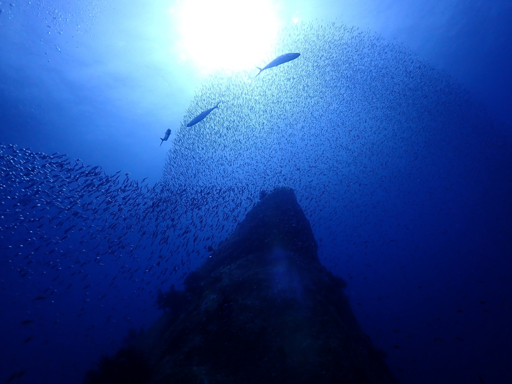 シミランクルーズでダイビング