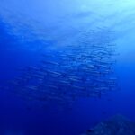 シミランクルーズでダイビング