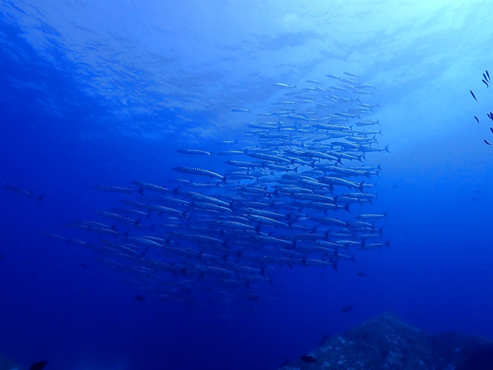 シミランクルーズでダイビング