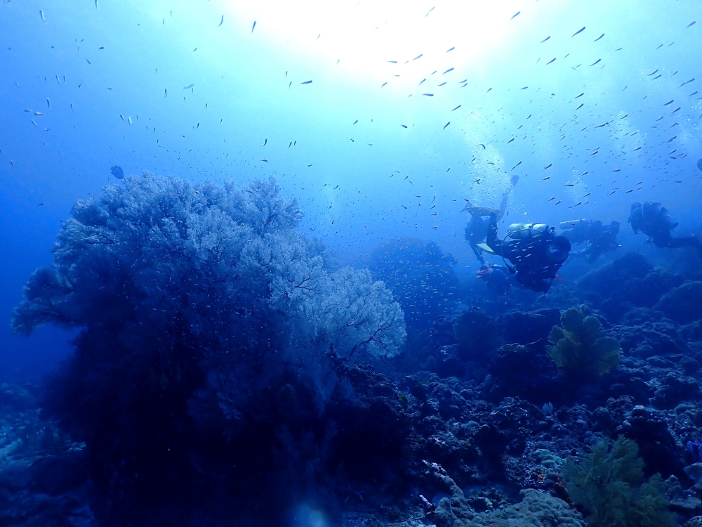 シミランクルーズでダイビング