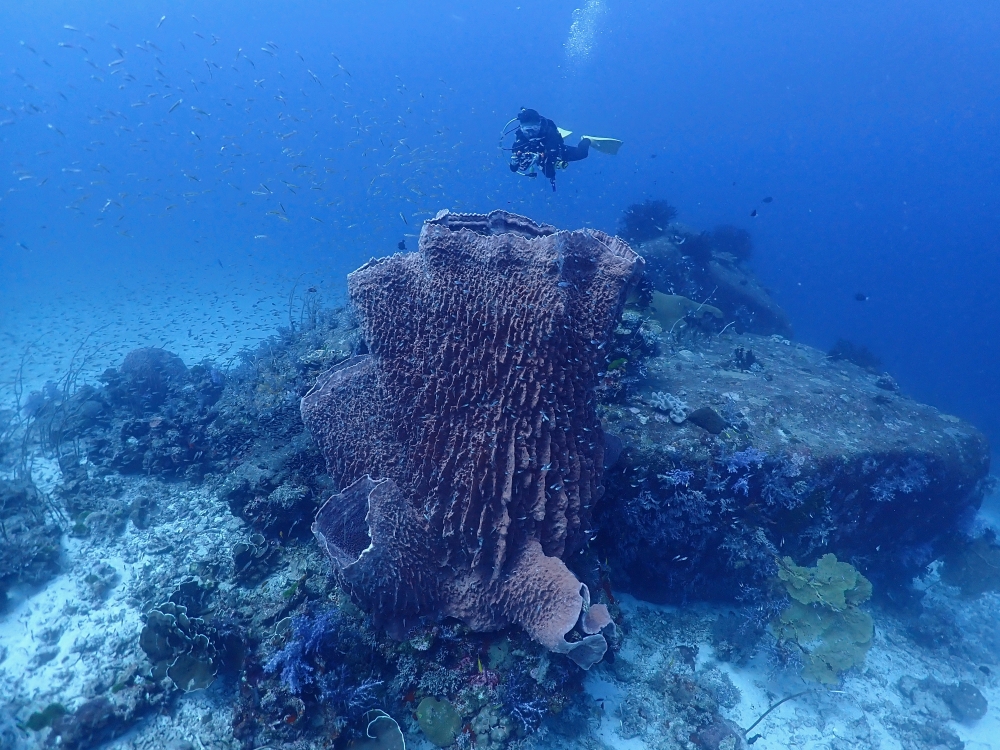 シミランクルーズでダイビング