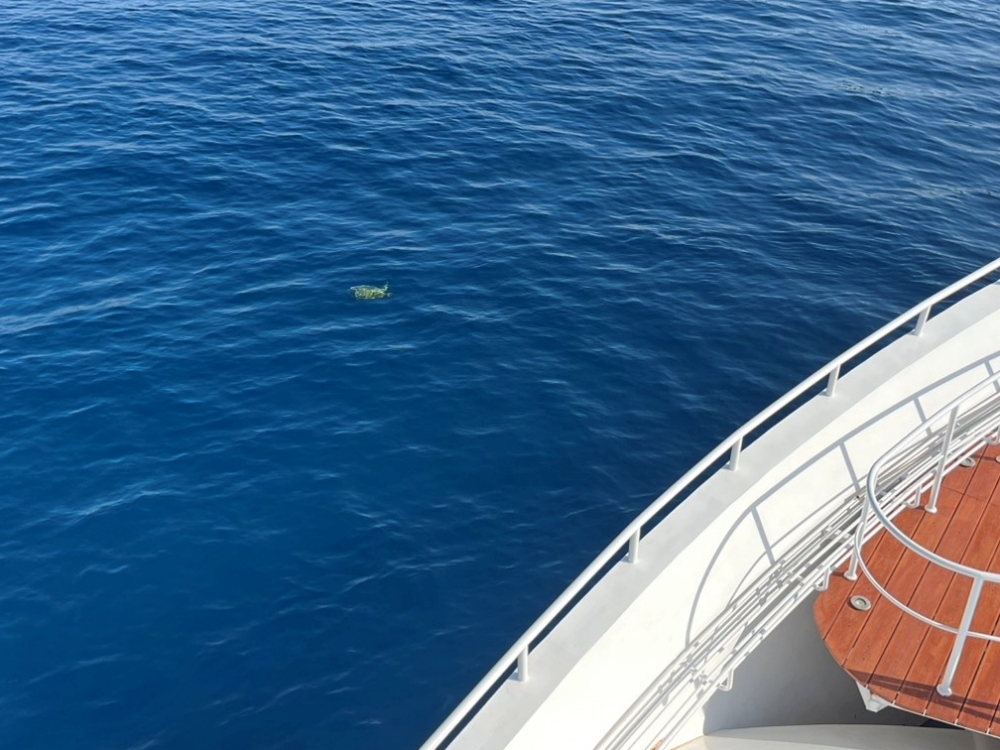 シミランクルーズでダイビング