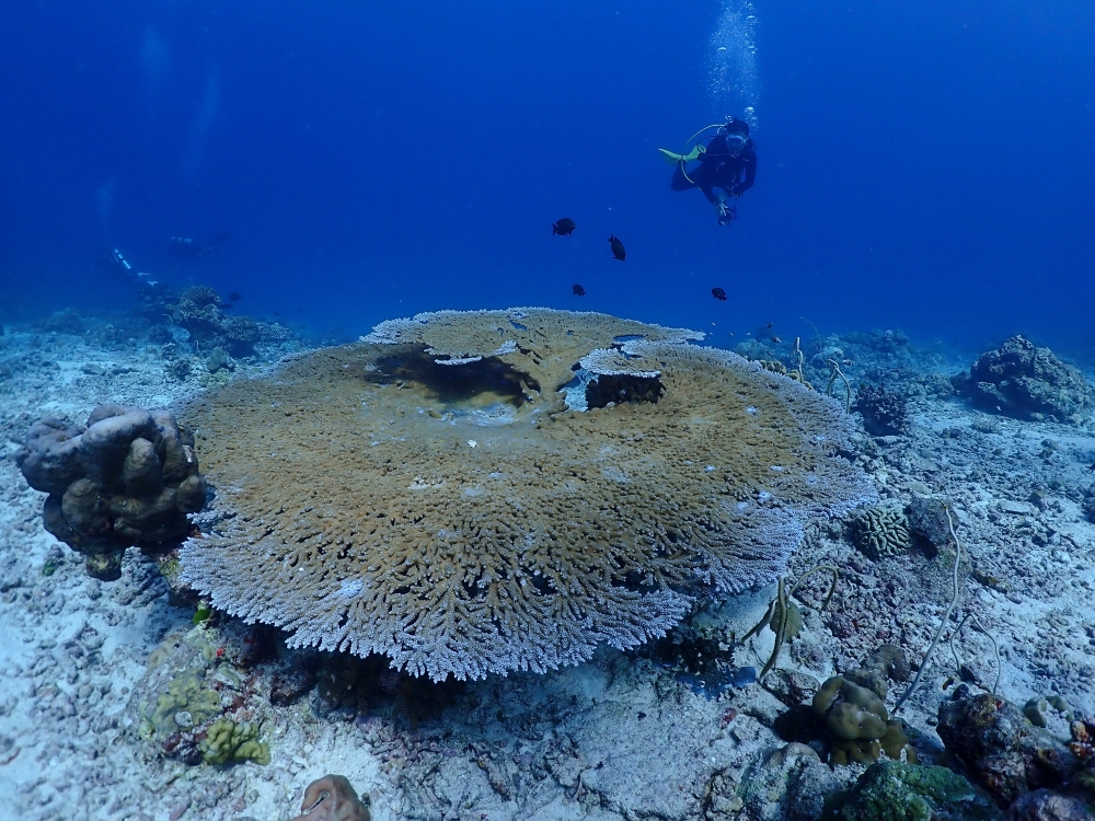 シミランクルーズでダイビング